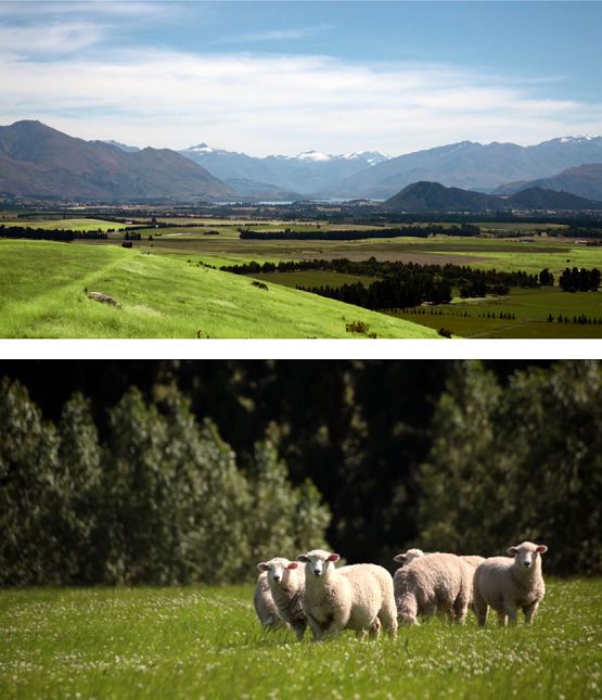 澳洲奶粉是真是假,澳洲最好的奶