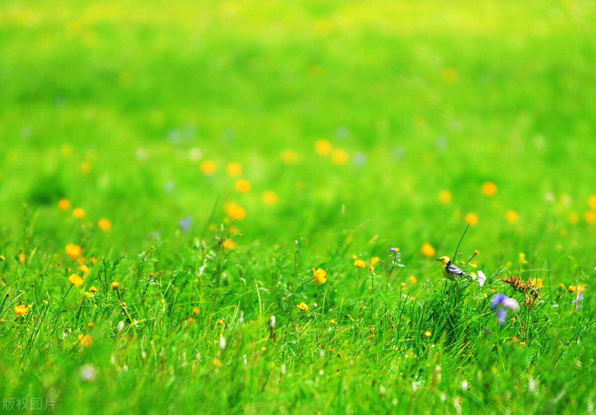 春天是绿色的作文,春天是绿色的像什么
