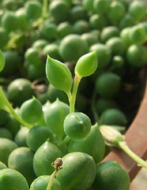 佛珠吊兰藤蔓的养殖方法,多肉吊兰佛珠养殖方法