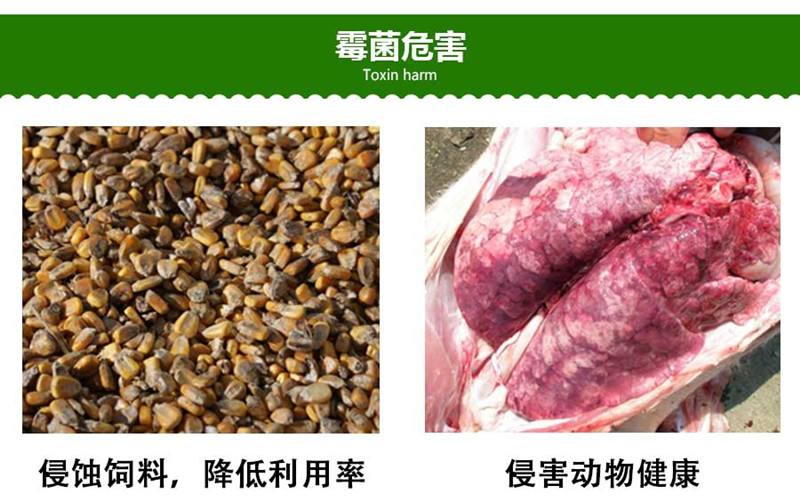养猪场常见的6种霉菌毒素，以及它们对猪的危害，都在这里了