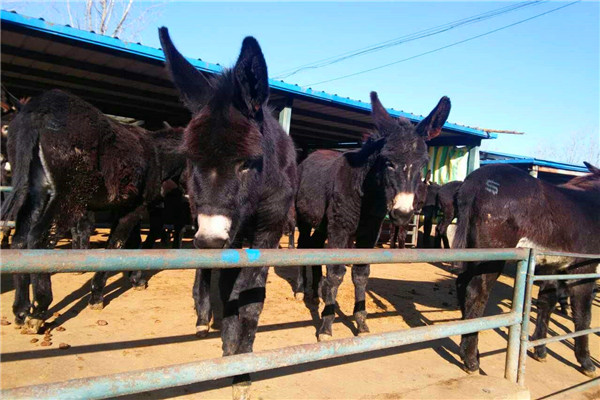 驴肉怎么养,驴肉好吃为什么不大量饲养