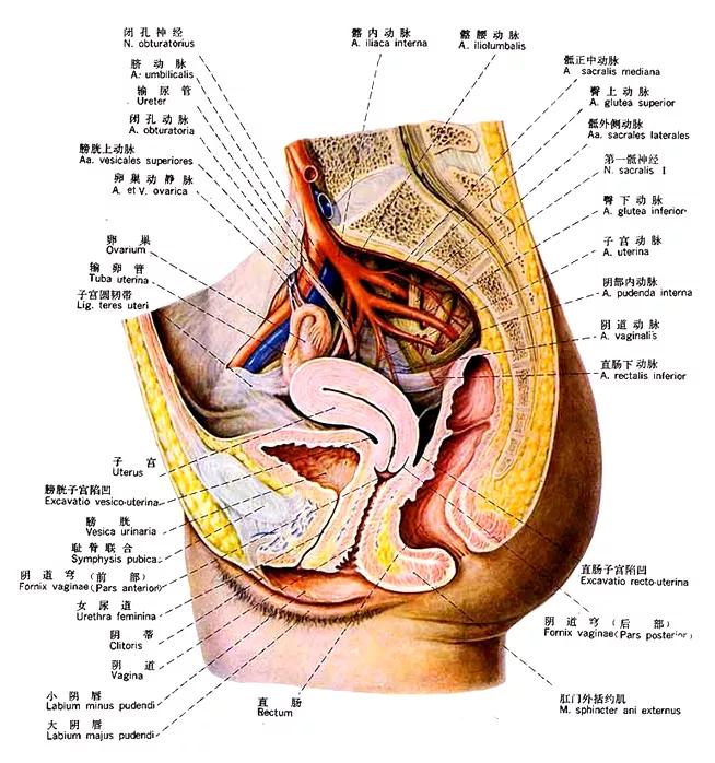 泌尿系统解剖图谱大全,2022泌尿系统的解剖生理讲解课程