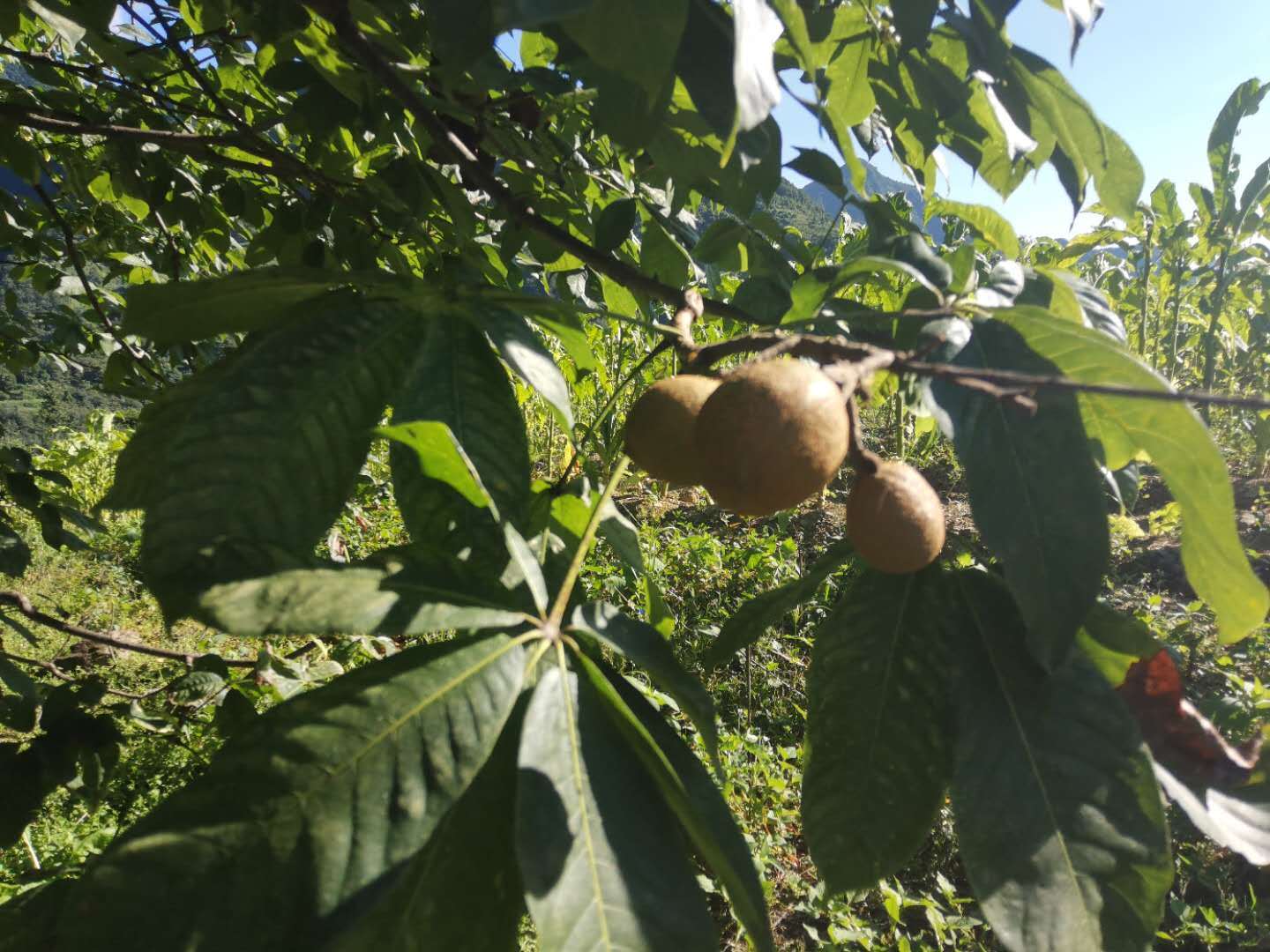 罗汉果提取物有什么用,娑罗子提取物药理作用
