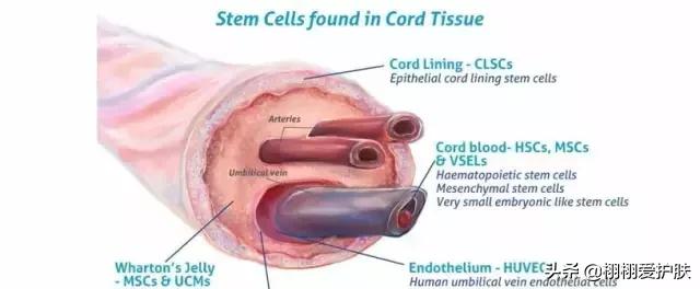 日本脐带血精华副作用,日本脐带血精华效果怎么样