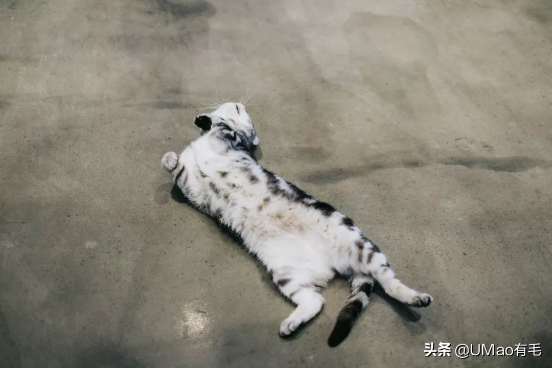 我们败了两款新型“猫*品毒**”孝敬主子，你猜哪种比较受猫欢迎？
