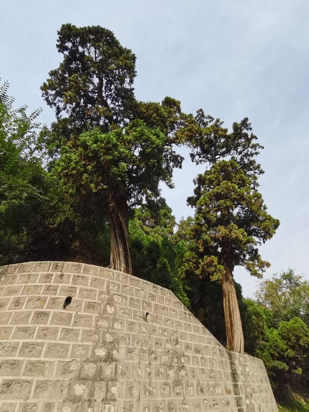 卦山的古柏特点100字,卦山古柏群