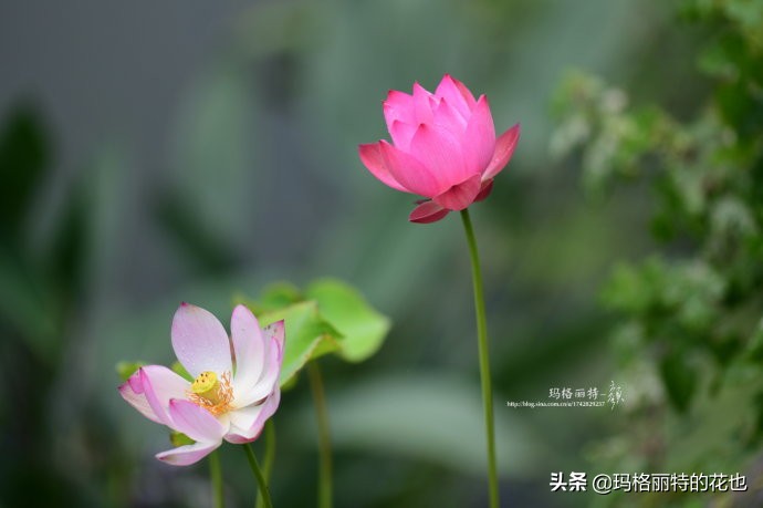 种碗莲要注意的几点,碗莲需要重复种植吗