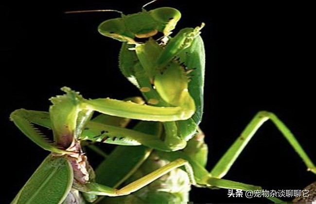 螳螂的捕食过程和残忍习性,强大的螳螂为什么要吃弱小的螳螂