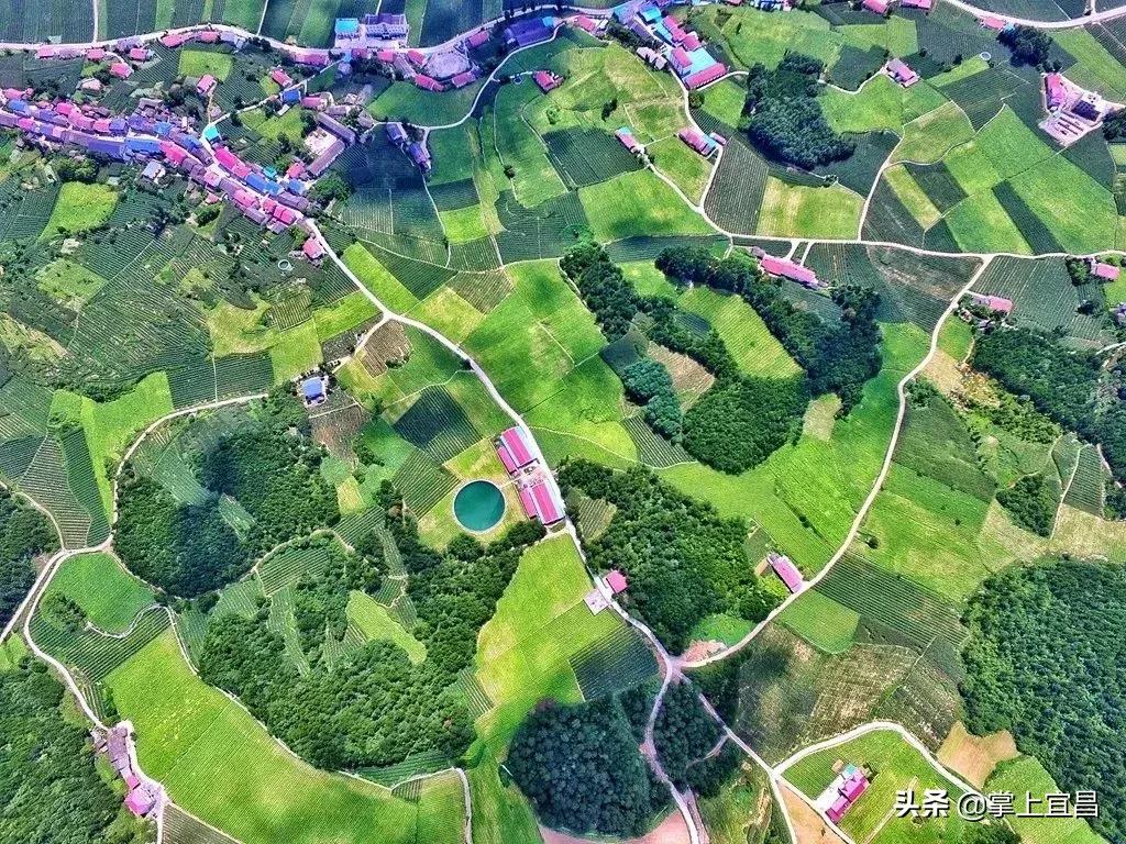 松子榛子,榛子东北榛子