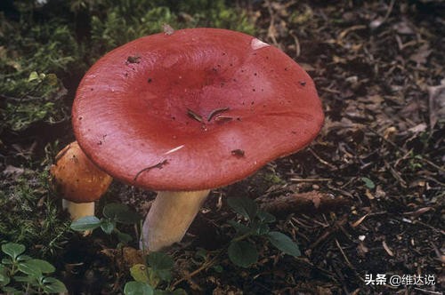 虫草菌是真菌还是僵尸,虫草菌真的可以把人变成僵尸吗