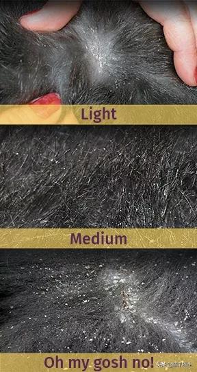 猫从来不出门要洗澡吗,猫从来不出门会感染绦虫嘛