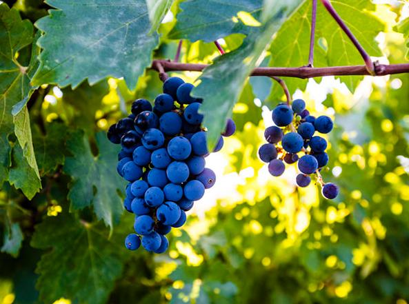 关于葡萄的古诗词有哪些,描写葡萄的古诗词名句