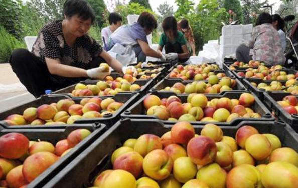几万斤桃烂地里,几万斤桃烂在地里