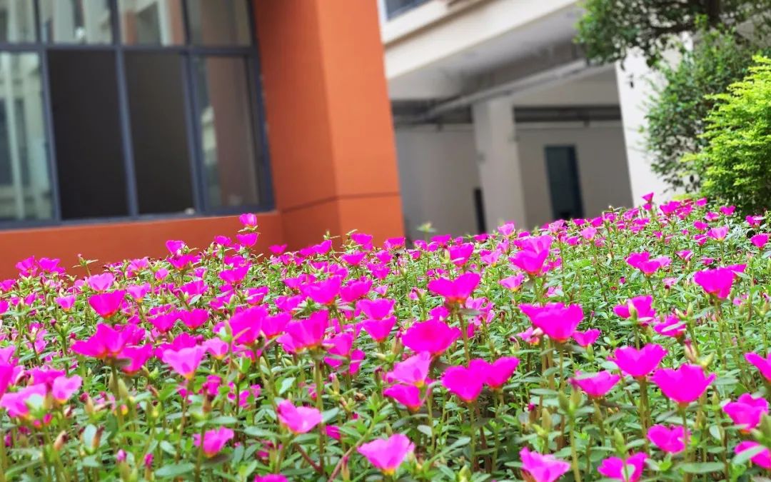 科利华铁北分校从哪年开始招生的,科利华铁北分校很差吗