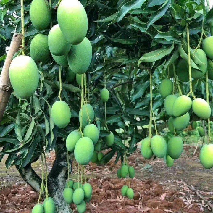 芒果种植技术环境温度,芒果种植技术与管理教程