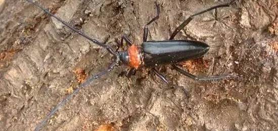 虫害快速灭除,如何无公害消灭地下害虫