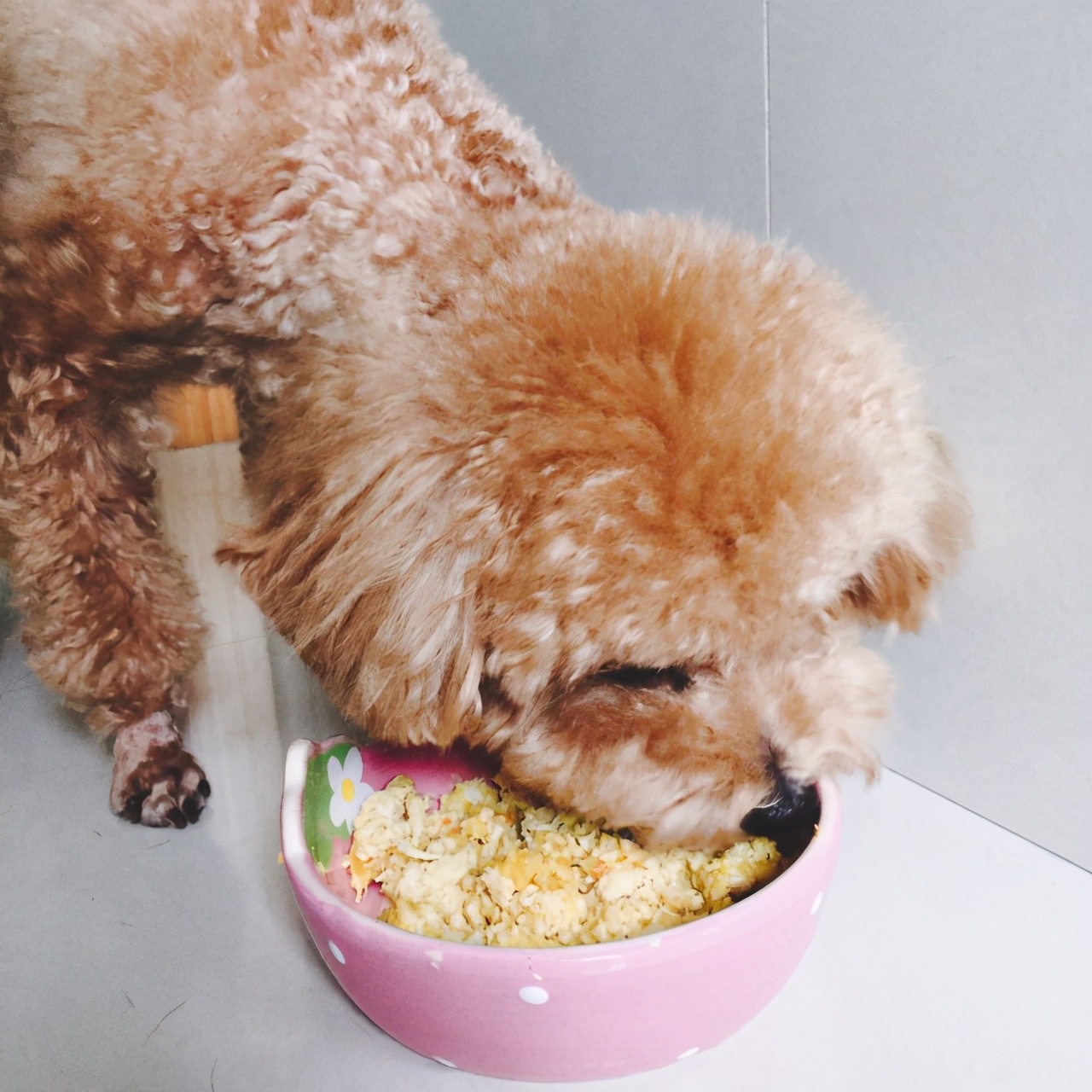 泰迪挑食严重不吃狗粮咋办,泰迪挑食不吃狗粮换粮怎么办