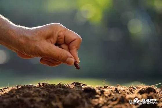 土壤ph值7.8碱性土壤如何改良调节,山地果园土壤怎么改良好