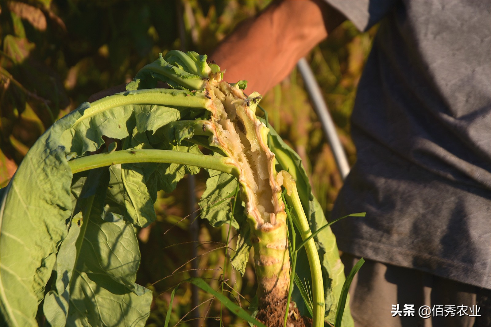 花椰菜结球期怎么管理,花椰菜结球期预防病害