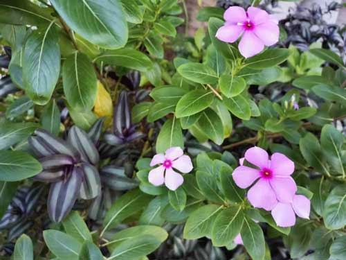 隔离霜bb霜和粉底液区别,涂粉底液还需要bb或是cc吗