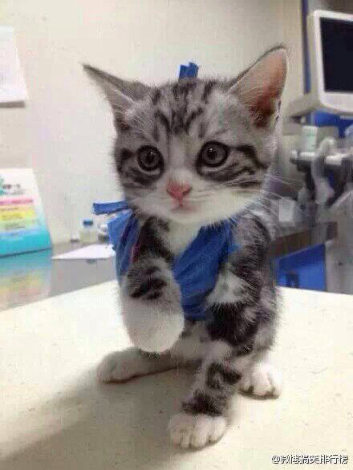 猫咪经常上蹿下跳会得髌骨脱位吗,猫咪脱臼了治疗要多少钱