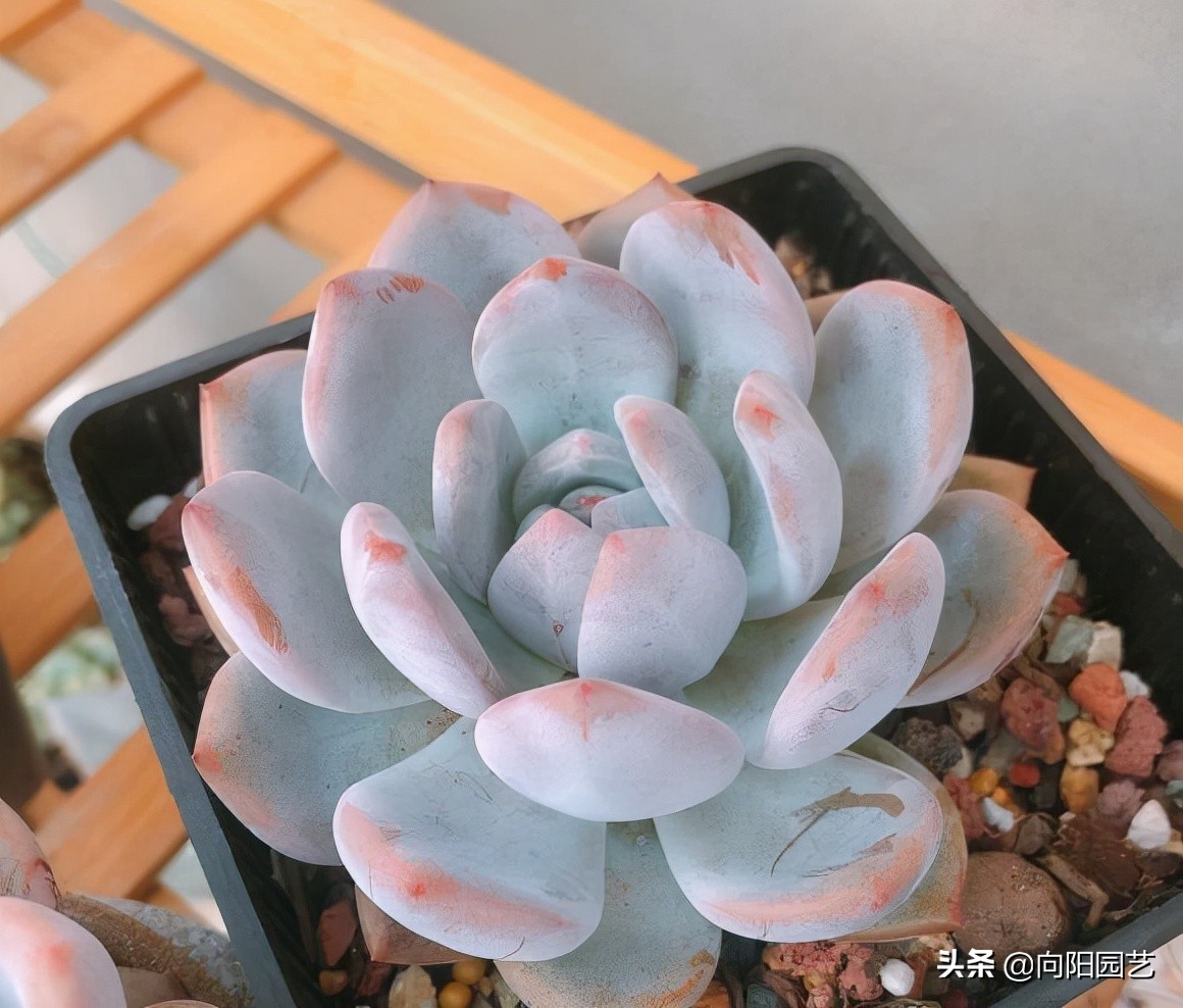 新手养多肉适合买哪些品种,夏季好养活的多肉品种图片