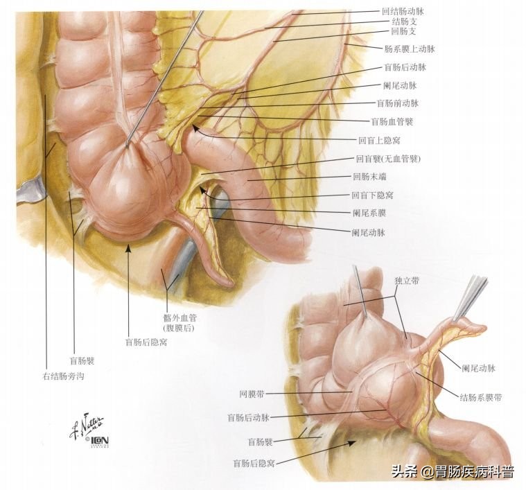 腹部消化系统解剖图谱,小儿消化系统解剖图谱