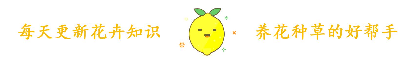 君子兰红果子怎么发芽,君子兰砍头后从中间芽心又长出来