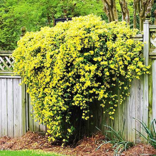 最香的三种花法国香水茉莉,法国香水茉莉怎么养开花多
