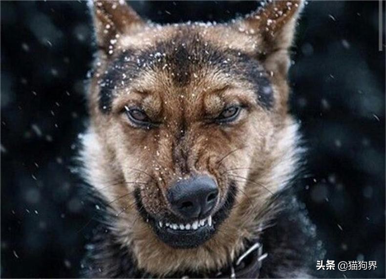 狗狗有攻击性怎么训练,狗狗攻击性强咬人怎么办