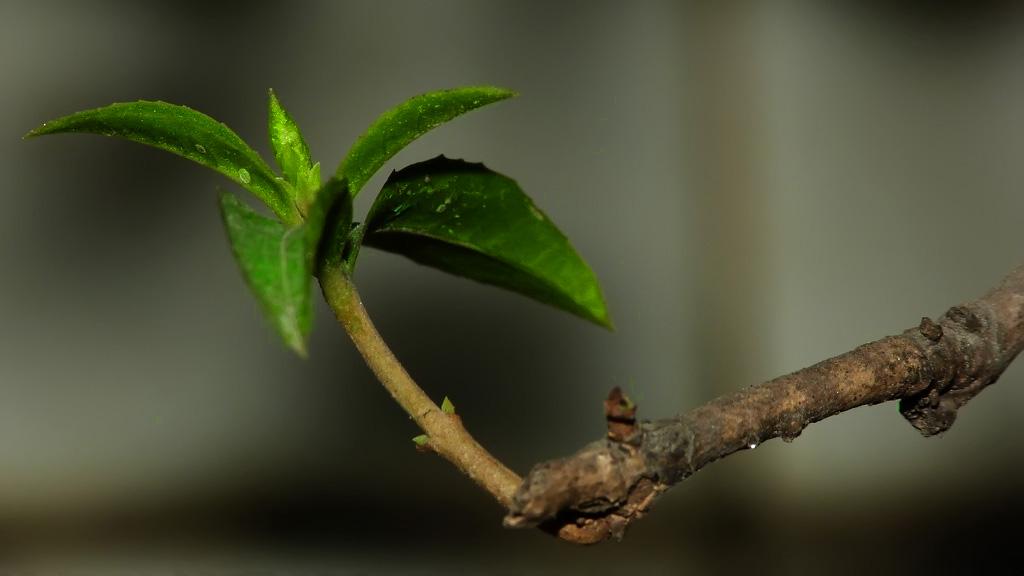 刚买的桂花叶子枯萎怎么挽救,如何挽救落叶的桂花