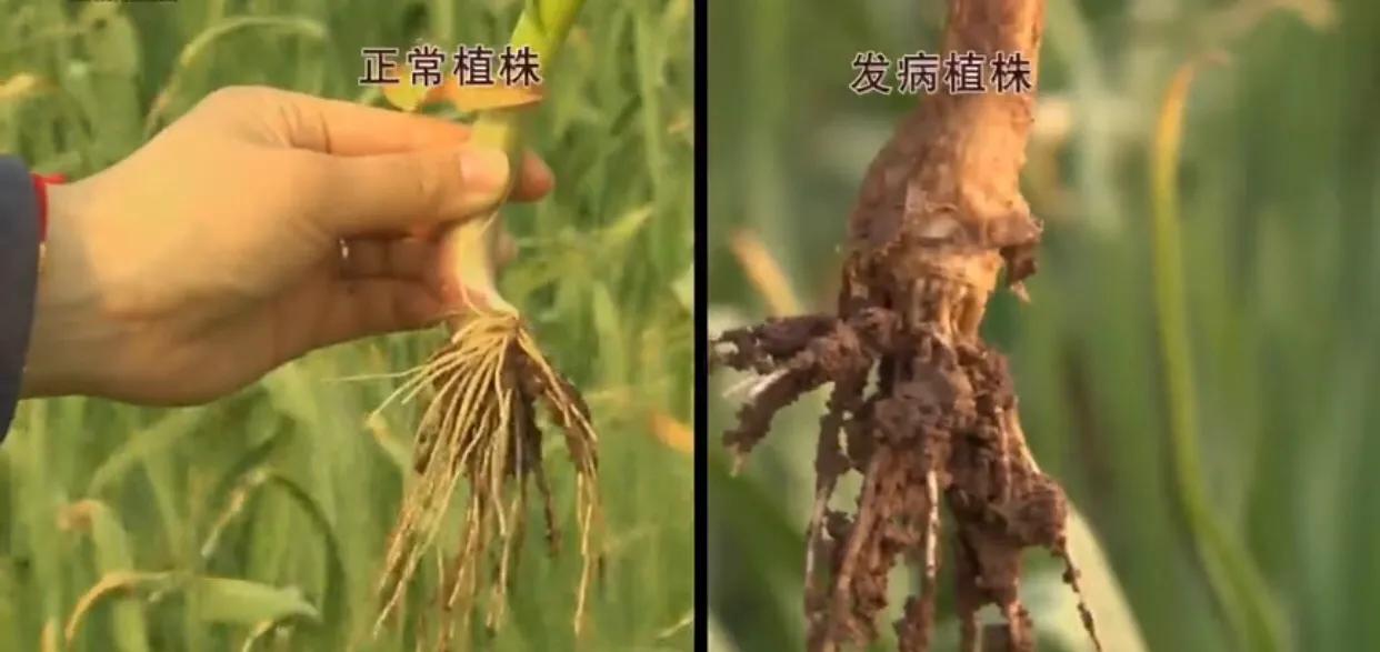 大蒜细菌性软腐病用什么药效果好,大蒜叶枯病紫斑病软腐病用什么药