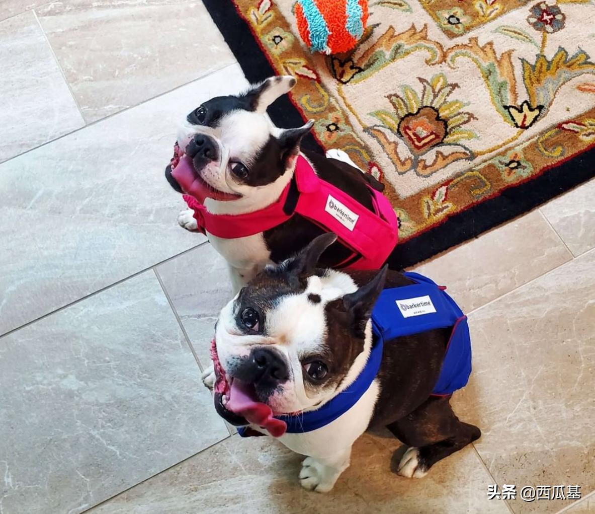 三岁的狗狗在家随地大小便怎么办,庭院散养狗狗怎么纠正随地大小便