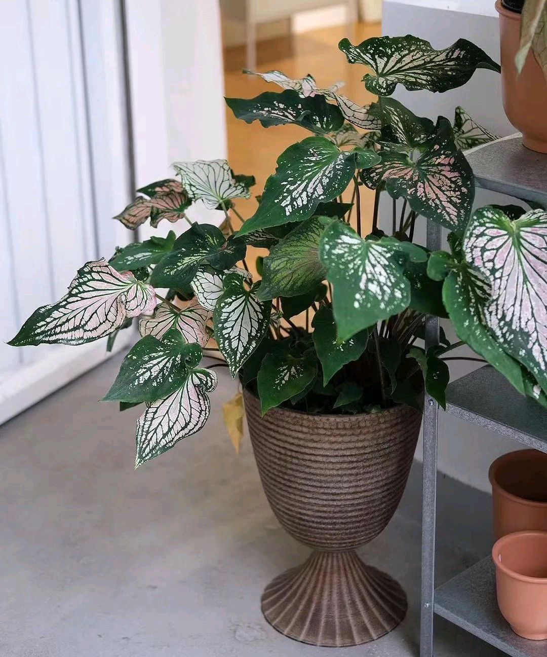 人养花一时养人一生,人养花同时花也养人