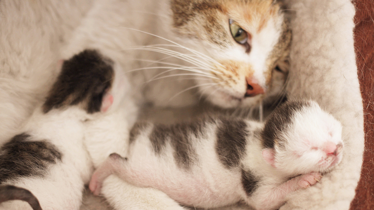 母猫生产完了以后不喂奶怎么办,母猫生产后不理人怎么办