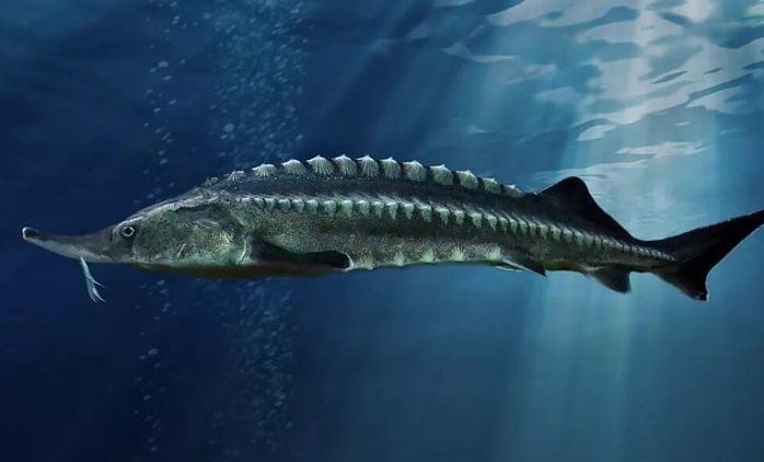 中华鲟是长江里头最大的一种鱼,中国最后一条长江鲟