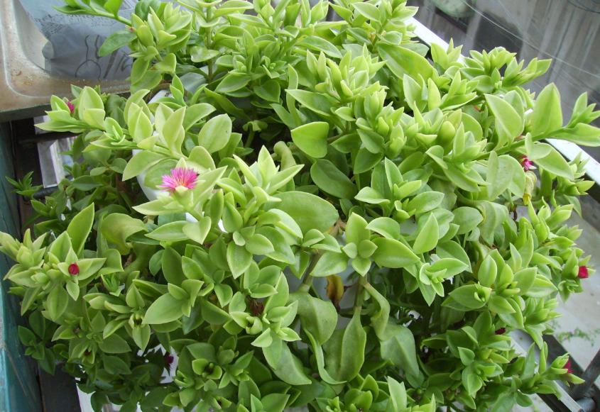 牡丹吊兰有什么讲究和禁忌,牡丹吊兰吃了对身体有什么好处