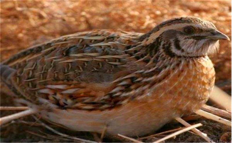 夏季养好鹌鹑需要注意事项,冬天养鹌鹑的正确方法