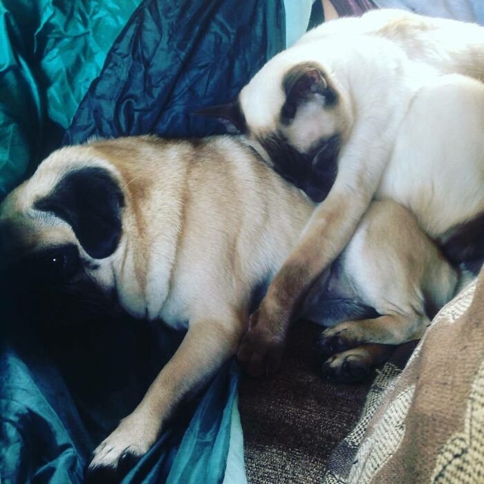 当不同物种的小动物们忽然“撞衫”…同款配色双倍的可爱