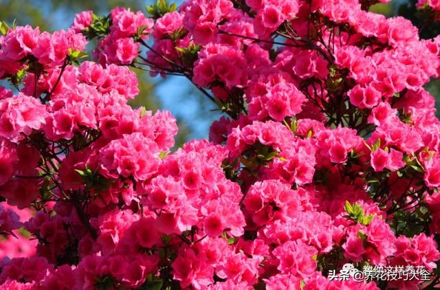 快死的杜鹃花还能救活吗,杜鹃花刚栽活就掉叶子怎么办