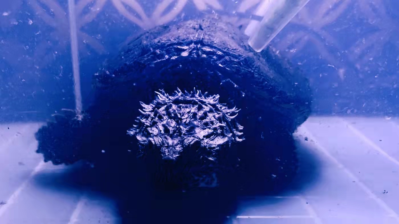 北美鳄龟和杂佛鳄龟分别的优势,北美鳄龟和佛鳄的区别谁更凶