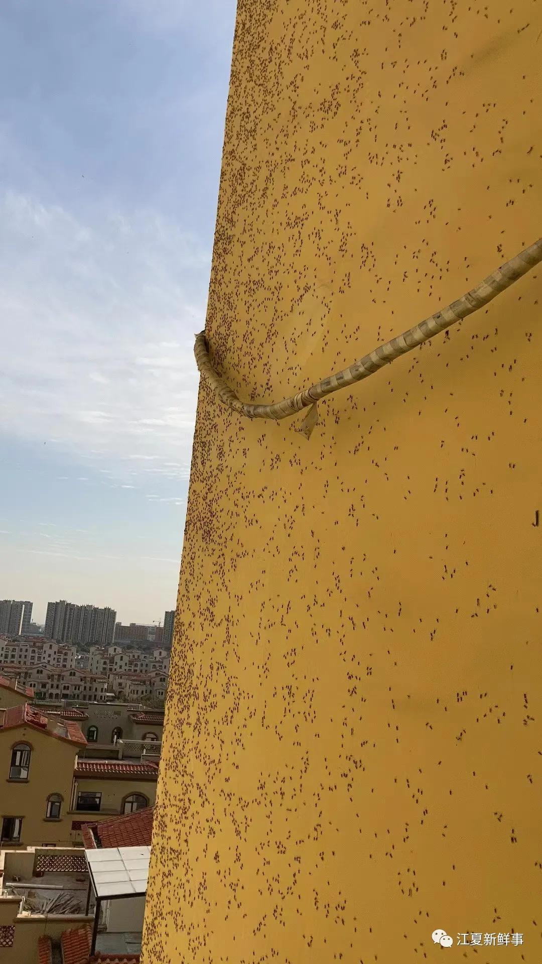 武汉汤逊湖畔的庙山，众多小区摇蚊密集扎堆！该如何治理？