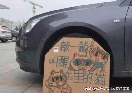 猫在车底不出来怎么办,车底进猫