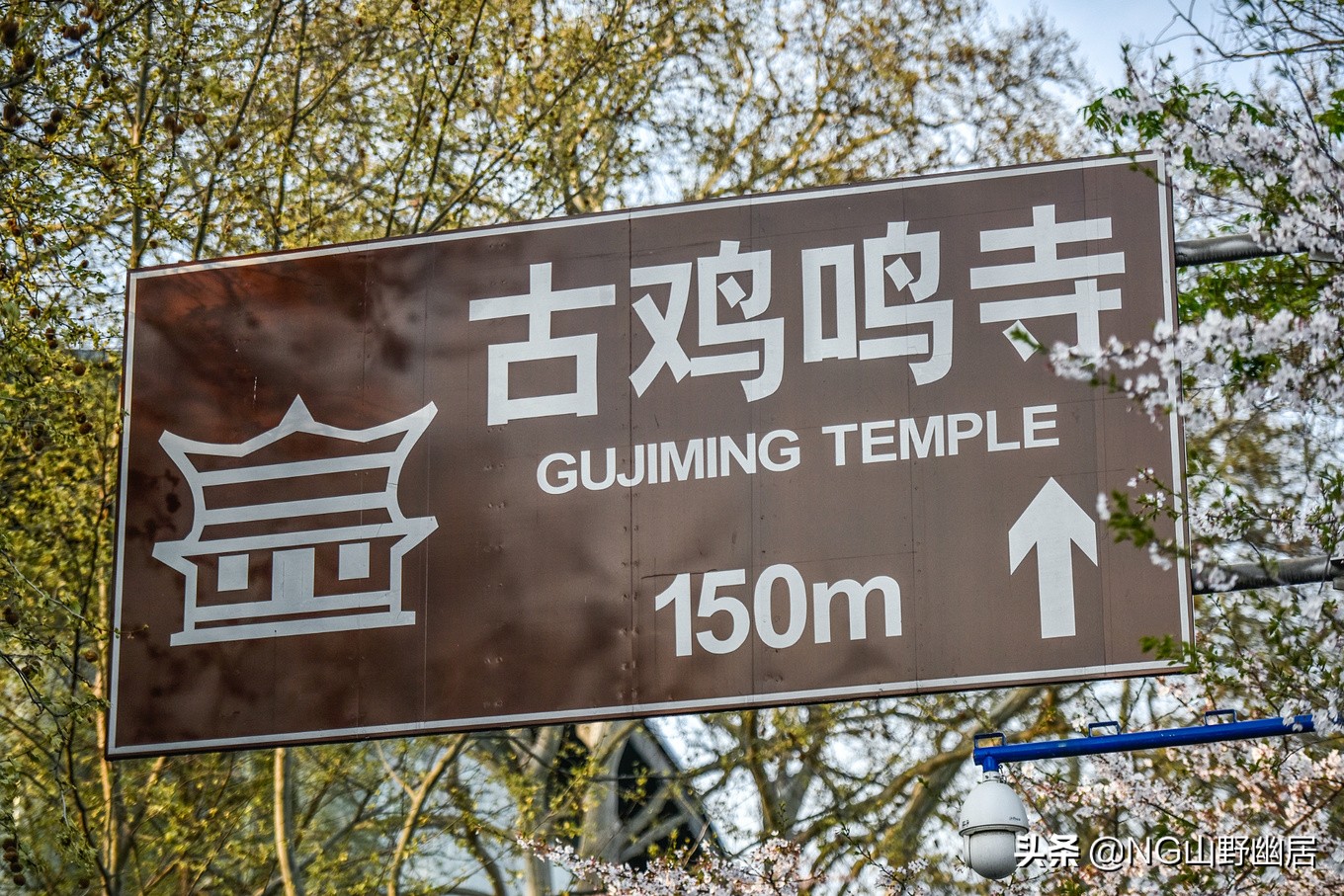 最美南京鸡鸣寺,春天南京鸡鸣寺樱花