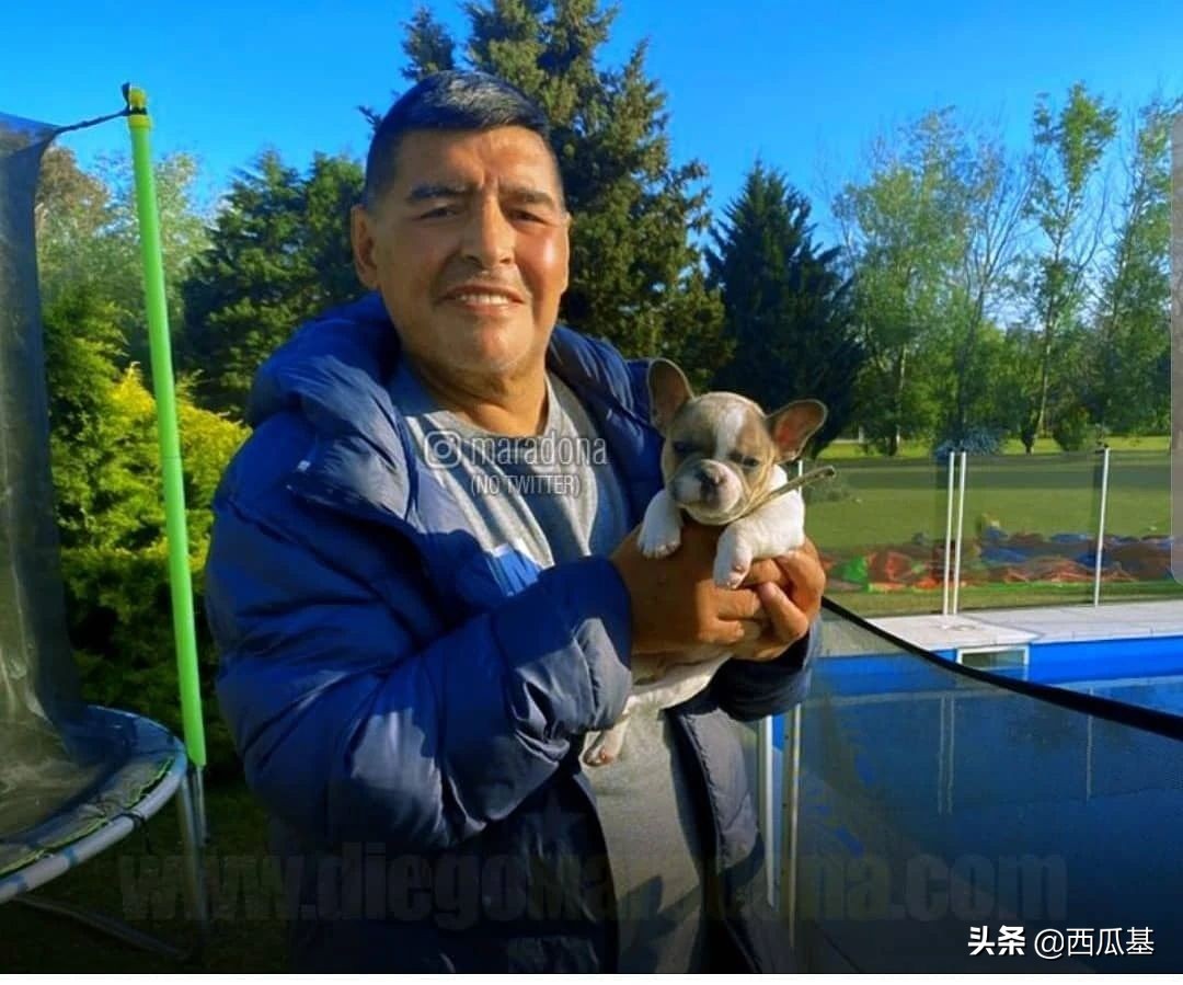 马拉多纳也是资深铲屎官,他都养过什么狗?