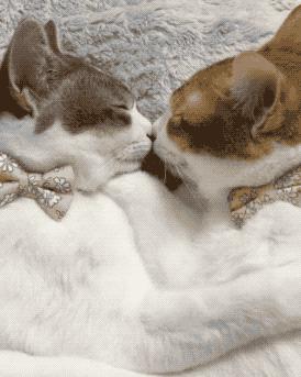 猫：这辈子亲过最狠的嘴…都看见嗓子眼儿了