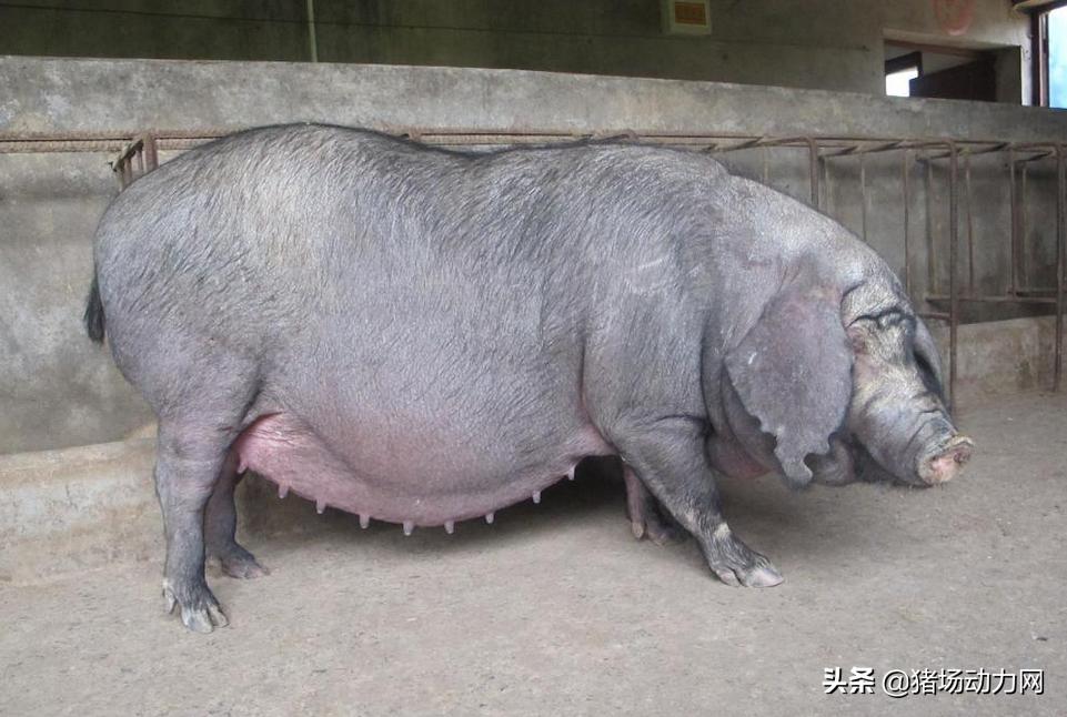 猛涨500元！农业农村部大动作落地，凭什么母猪如此金贵？
