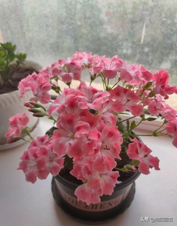 买回来的天竺葵不长根是什么原因,天竺葵开花后管理