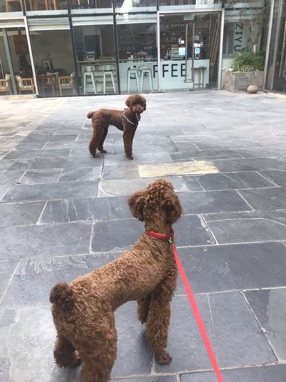 巨型贵宾犬与大泰迪的区别,泰迪巨型贵宾犬养成记