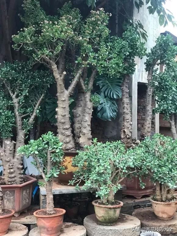 长寿花很多枝头怎么修剪变成老桩,长寿花2年了枝干长成老桩了